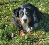 Rtm ASDR blue eyes, a male Australian Shepherd and Miniature American Shepherd for sale in Seibert, CO – 8 of 9