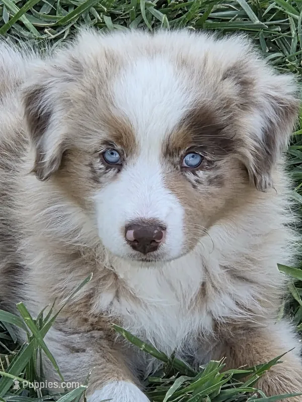ASDR STUNNING red merle female – Australian Shepherd puppy for sale in Flagler, CO