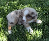 Rmf asdr blue eyes, a female Australian Shepherd and Miniature Australian Shepherd for sale in Seibert, CO – 3 of 9