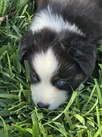 Blk tri blue eyes ASDR, a male Miniature American Shepherd for sale in Seibert, CO – 5 of 10