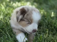 Rtm ASDR blue eyes, a male Australian Shepherd and Miniature American Shepherd for sale in Seibert, CO – 2 of 9