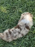 ASDR Boy red merle red merle blue eyes, a male Australian Shepherd and Miniature Australian Shepherd for sale in Flagler, CO – 3 of 4