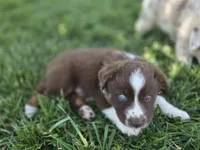 Rtm ASDR, a male Miniature Australian Shepherd for sale in Seibert, CO – 2 of 10
