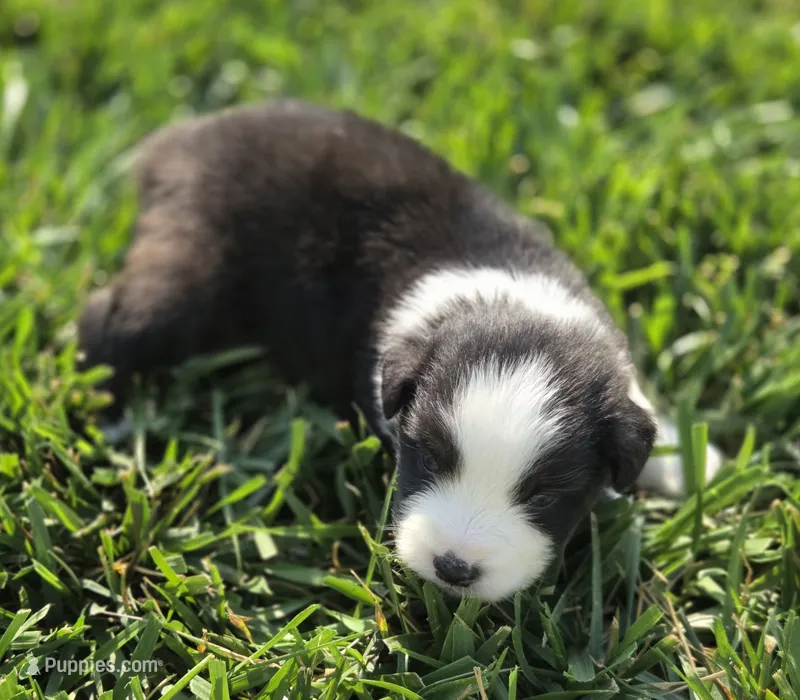 Echo blk tri male asdr – Miniature Australian Shepherd puppy for sale in Seibert, CO