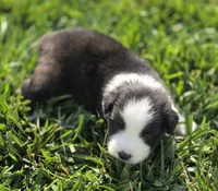 Echo blk tri male, a male Miniature Australian Shepherd for sale in Seibert, CO – 7 of 7
