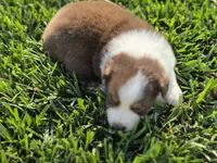 SNICKERS RT FEMALE ASDR, a female Australian Shepherd for sale in Seibert, CO – 5 of 7