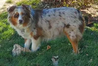 Rtm ASDR blue eyes, a male Australian Shepherd and Miniature American Shepherd for sale in Seibert, CO – 6 of 9