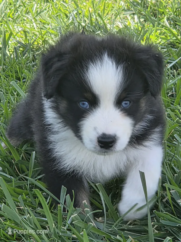Blk tri blue eyes ASDR – Miniature American Shepherd puppy for sale in Seibert, CO