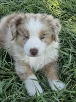 ASDR Boy red merle red merle blue eyes, a male Australian Shepherd and Miniature Australian Shepherd for sale in Flagler, CO – 2 of 4