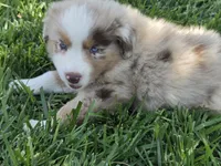 Rmf asdr blue eyes, a female Australian Shepherd and Miniature Australian Shepherd for sale in Seibert, CO – 4 of 9