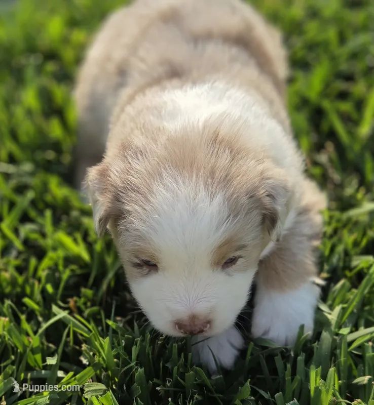 ROMEO RED MERLE ASDR – Australian Shepherd puppy for sale in Seibert, CO