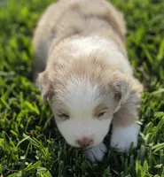 ROMEO RED MERLE ASDR, a male Australian Shepherd for sale in Seibert, CO – 1 of 7