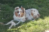Rmf asdr blue eyes, a female Australian Shepherd and Miniature Australian Shepherd for sale in Seibert, CO – 6 of 9