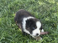 Blk tri blue eyes ASDR, a male Miniature American Shepherd for sale in Seibert, CO – 6 of 10