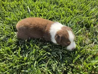 SNICKERS RT FEMALE ASDR, a female Australian Shepherd for sale in Seibert, CO – 6 of 7