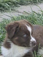 ASDR red tri male, a male Miniature Australian Shepherd for sale in Flagler, CO – 2 of 4