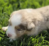 Breeze female asdr, a female Australian Shepherd for sale in Seibert, CO – 3 of 6