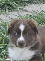 ASDR red tri male, a male Miniature Australian Shepherd for sale in Flagler, CO – 1 of 4