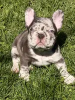 Zephyr, a male French Bulldog for sale in Chicago, IL – 5 of 7