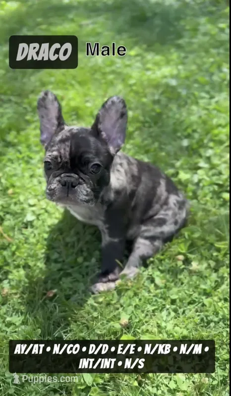 Draco – French Bulldog puppy for sale in Chicago, IL