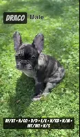 Draco, a male French Bulldog for sale in Chicago, IL – 1 of 7