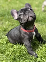 Onyx , a female French Bulldog for sale in Chicago, IL – 5 of 7