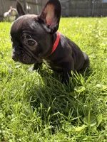 Onyx , a female French Bulldog for sale in Chicago, IL – 7 of 7