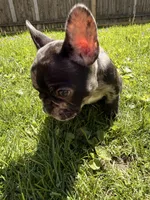 Draco, a male French Bulldog for sale in Chicago, IL – 5 of 6