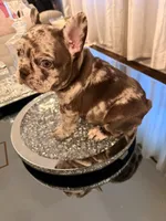 Zephyr, a male French Bulldog for sale in Chicago, IL – 6 of 7