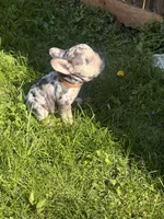 Dolge , a female French Bulldog for sale in Chicago, IL – 6 of 6