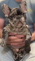 Draco, a male French Bulldog for sale in Chicago, IL – 3 of 7