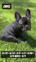 Onyx , a female French Bulldog for sale in Chicago, IL – 4 of 10