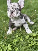 Zephyr, a male French Bulldog for sale in Chicago, IL – 2 of 7
