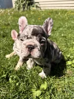 Nyx, a female French Bulldog for sale in Chicago, IL – 7 of 7