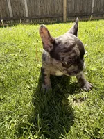 Draco, a male French Bulldog for sale in Chicago, IL – 6 of 6