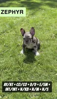 Zephyr, a male French Bulldog for sale in Chicago, IL – 3 of 8