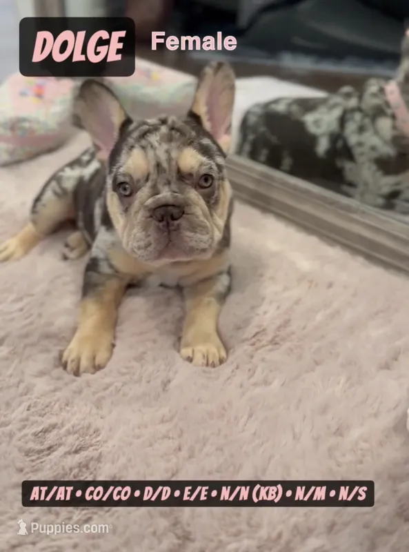 Dolge  – French Bulldog puppy for sale in Chicago, IL