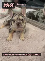 Dolge , a female French Bulldog for sale in Chicago, IL – 1 of 8