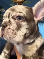 Zephyr, a male French Bulldog for sale in Chicago, IL – 3 of 7