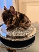 Draco, a male French Bulldog for sale in Chicago, IL – 3 of 6