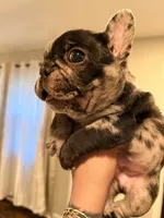 Draco, a male French Bulldog for sale in Chicago, IL – 4 of 6