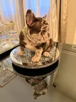 Nyx, a female French Bulldog for sale in Chicago, IL – 6 of 7