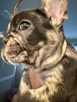 Draco, a male French Bulldog for sale in Chicago, IL – 2 of 6