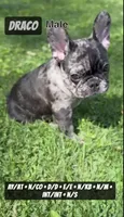 Draco, a male French Bulldog for sale in Chicago, IL – 2 of 7