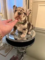 Nyx, a female French Bulldog for sale in Chicago, IL – 5 of 7