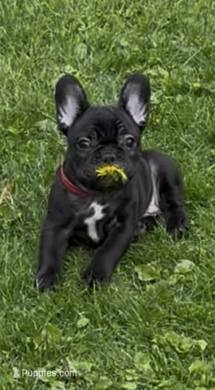 Onyx  – French Bulldog puppy for sale in Chicago, IL