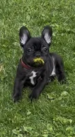 Onyx , a female French Bulldog for sale in Chicago, IL – 1 of 7