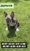 Zephyr, a male French Bulldog for sale in Chicago, IL – 6 of 8