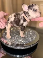Dolge , a female French Bulldog for sale in Chicago, IL – 2 of 6