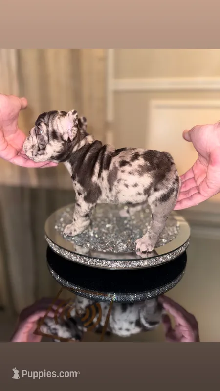 Nyx – French Bulldog puppy for sale in Chicago, IL